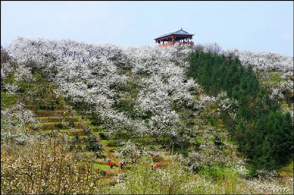 【春天，广西桂林灌阳县向您发出邀请！】我们在灌阳看梨花 - 游山玩水 - 许昌生活社区 - 许昌28生活网 xc.28life.net