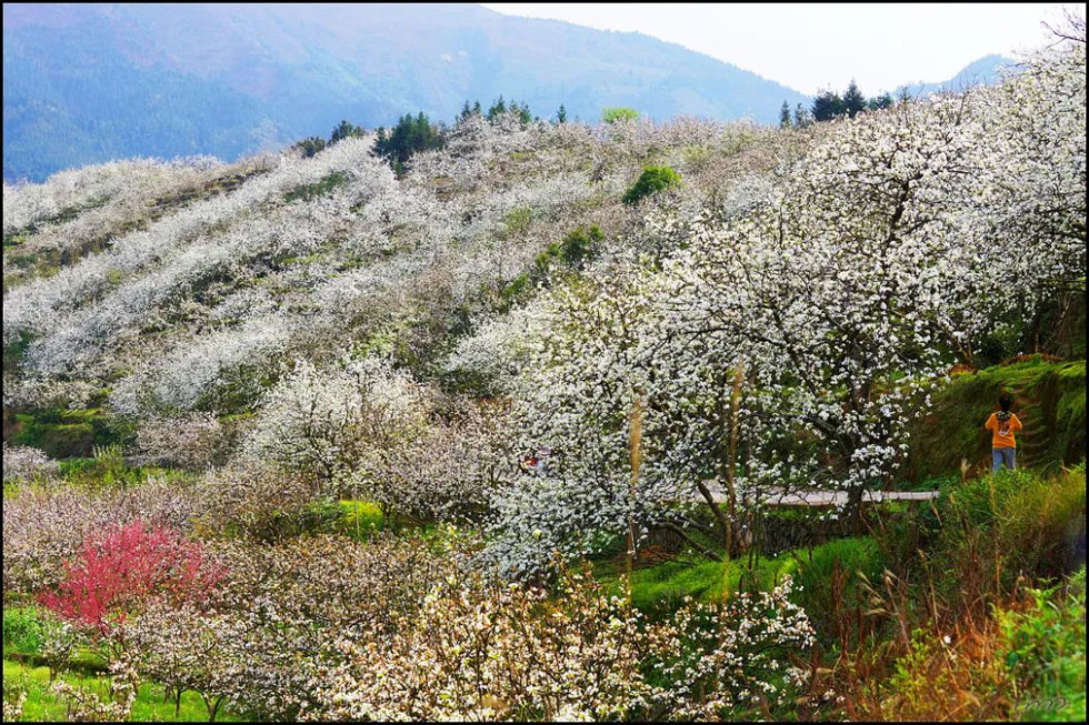 【春天，广西桂林灌阳县向您发出邀请！】我们在灌阳看梨花 - 游山玩水 - 许昌生活社区 - 许昌28生活网 xc.28life.net