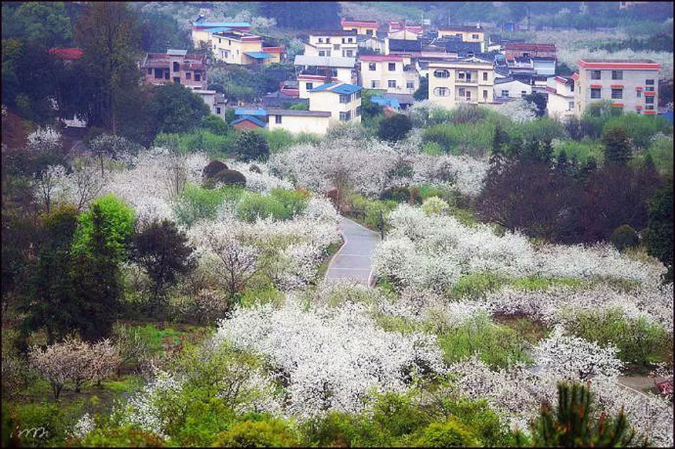 【春天，广西桂林灌阳县向您发出邀请！】我们在灌阳看梨花 - 游山玩水 - 许昌生活社区 - 许昌28生活网 xc.28life.net