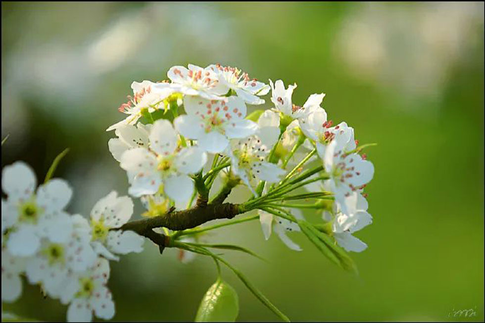 【春天，广西桂林灌阳县向您发出邀请！】我们在灌阳看梨花 - 游山玩水 - 许昌生活社区 - 许昌28生活网 xc.28life.net