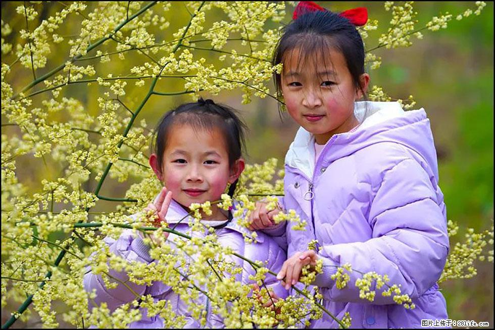 【春天，广西桂林灌阳县向您发出邀请！】米珠山前有片山苍子花在飘香 - 游山玩水 - 许昌生活社区 - 许昌28生活网 xc.28life.net