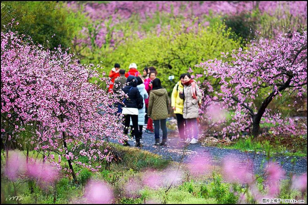 【春天，广西桂林灌阳县向您发出邀请！】官庄村有个醉美的桃花园 - 游山玩水 - 许昌生活社区 - 许昌28生活网 xc.28life.net