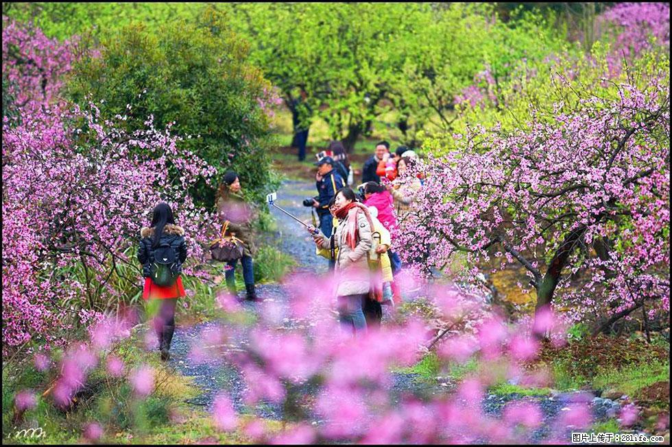【春天，广西桂林灌阳县向您发出邀请！】官庄村有个醉美的桃花园 - 游山玩水 - 许昌生活社区 - 许昌28生活网 xc.28life.net