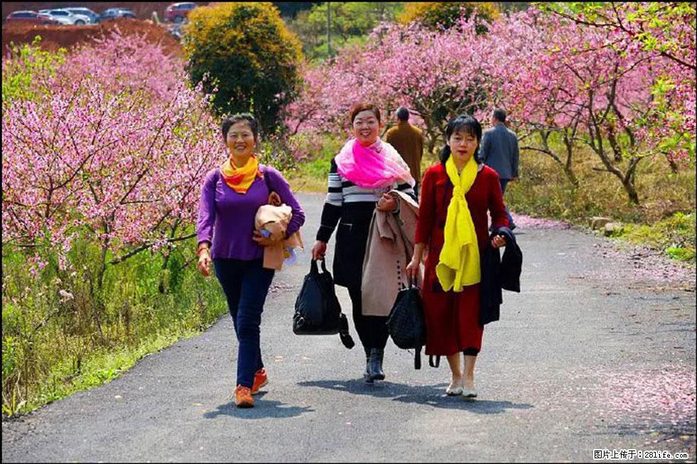 【春天，广西桂林灌阳县向您发出邀请！】官庄村有个醉美的桃花园 - 游山玩水 - 许昌生活社区 - 许昌28生活网 xc.28life.net