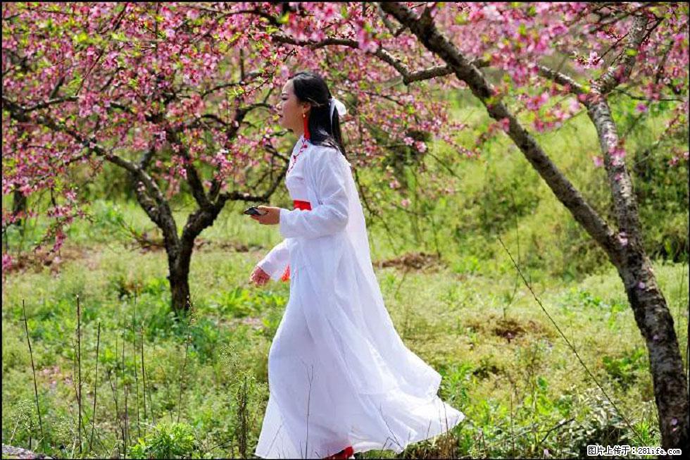 【春天，广西桂林灌阳县向您发出邀请！】官庄村有个醉美的桃花园 - 游山玩水 - 许昌生活社区 - 许昌28生活网 xc.28life.net