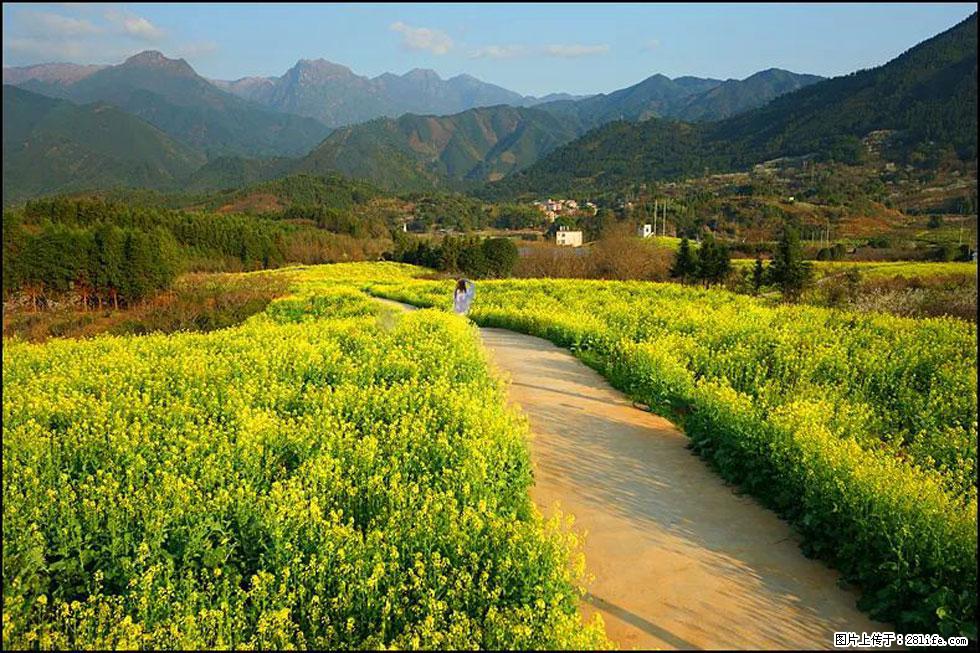 【春天，广西桂林灌阳县向您发出邀请！】长坪村油菜盛情花开 - 游山玩水 - 许昌生活社区 - 许昌28生活网 xc.28life.net
