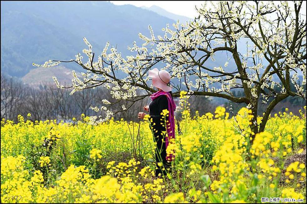 【春天，广西桂林灌阳县向您发出邀请！】长坪村油菜盛情花开 - 游山玩水 - 许昌生活社区 - 许昌28生活网 xc.28life.net