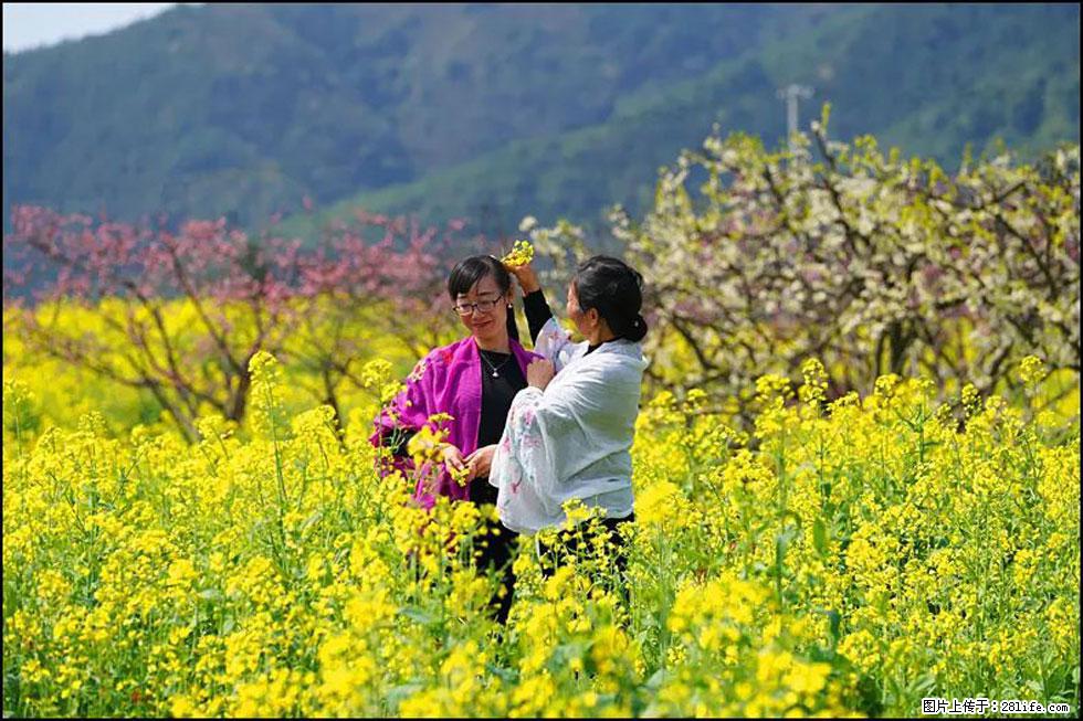 【春天，广西桂林灌阳县向您发出邀请！】长坪村油菜盛情花开 - 游山玩水 - 许昌生活社区 - 许昌28生活网 xc.28life.net