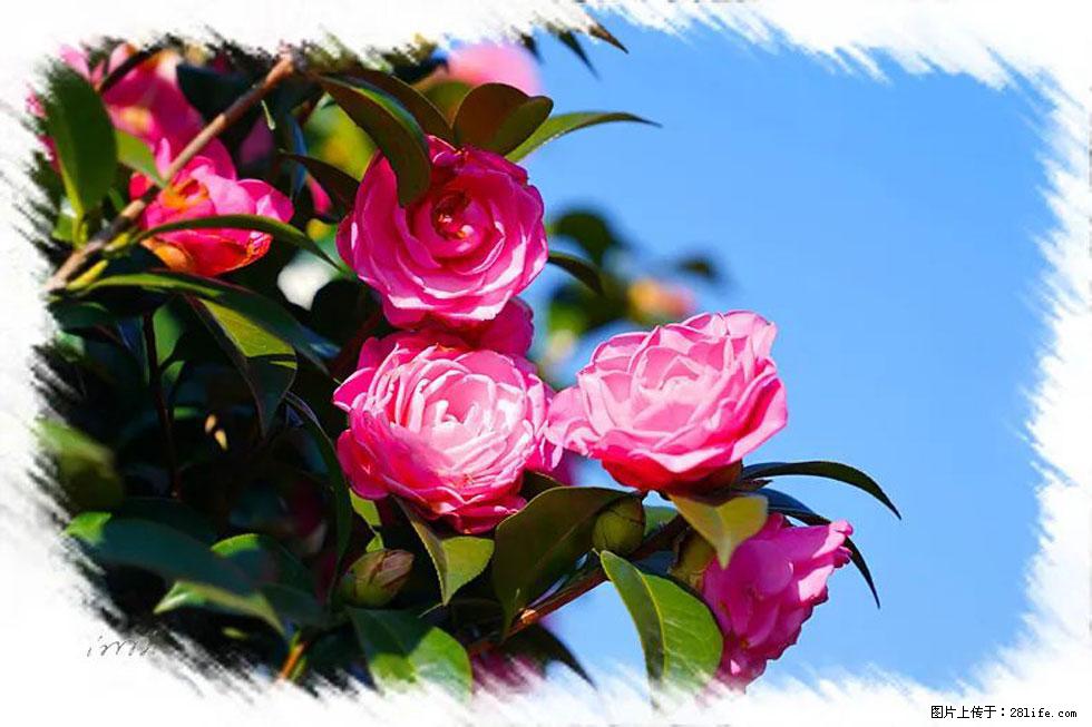 【春天，广西桂林灌阳县向您发出邀请！】杨柳井茶花惹人爱 - 游山玩水 - 许昌生活社区 - 许昌28生活网 xc.28life.net