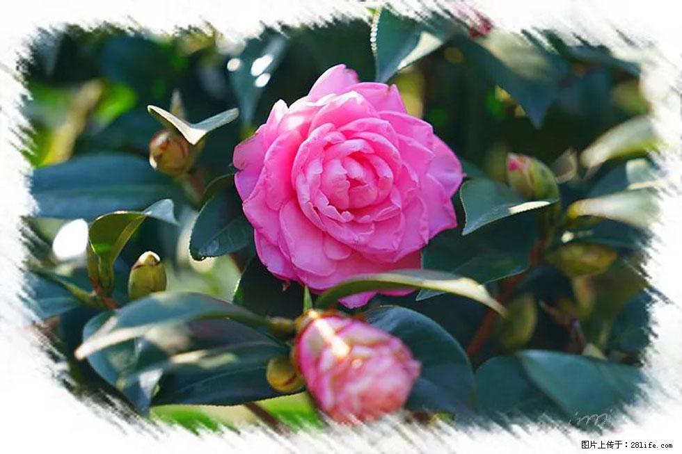 【春天，广西桂林灌阳县向您发出邀请！】杨柳井茶花惹人爱 - 游山玩水 - 许昌生活社区 - 许昌28生活网 xc.28life.net