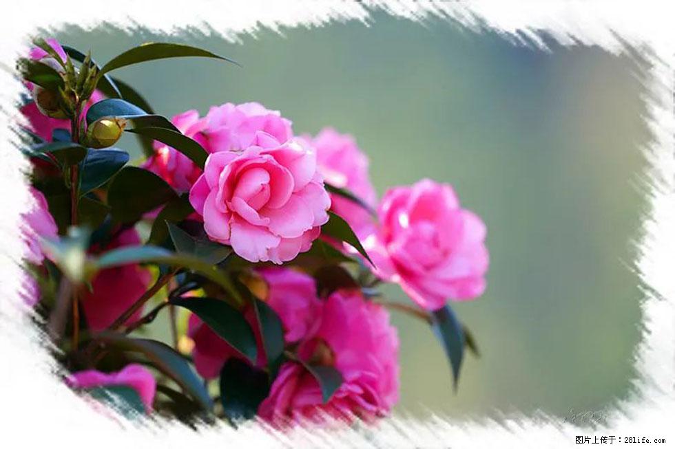 【春天，广西桂林灌阳县向您发出邀请！】杨柳井茶花惹人爱 - 游山玩水 - 许昌生活社区 - 许昌28生活网 xc.28life.net