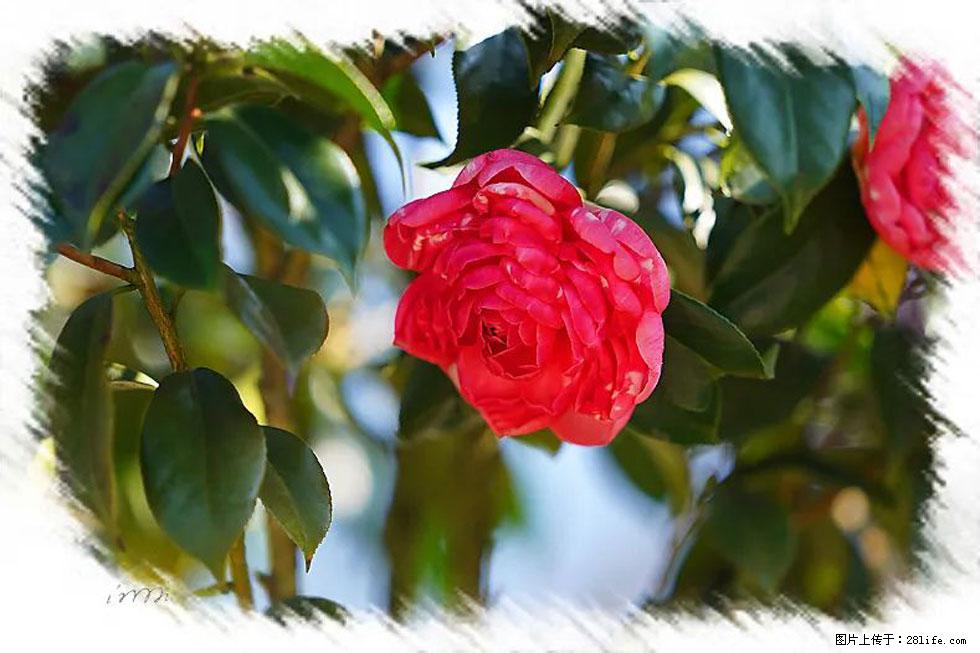 【春天，广西桂林灌阳县向您发出邀请！】杨柳井茶花惹人爱 - 游山玩水 - 许昌生活社区 - 许昌28生活网 xc.28life.net