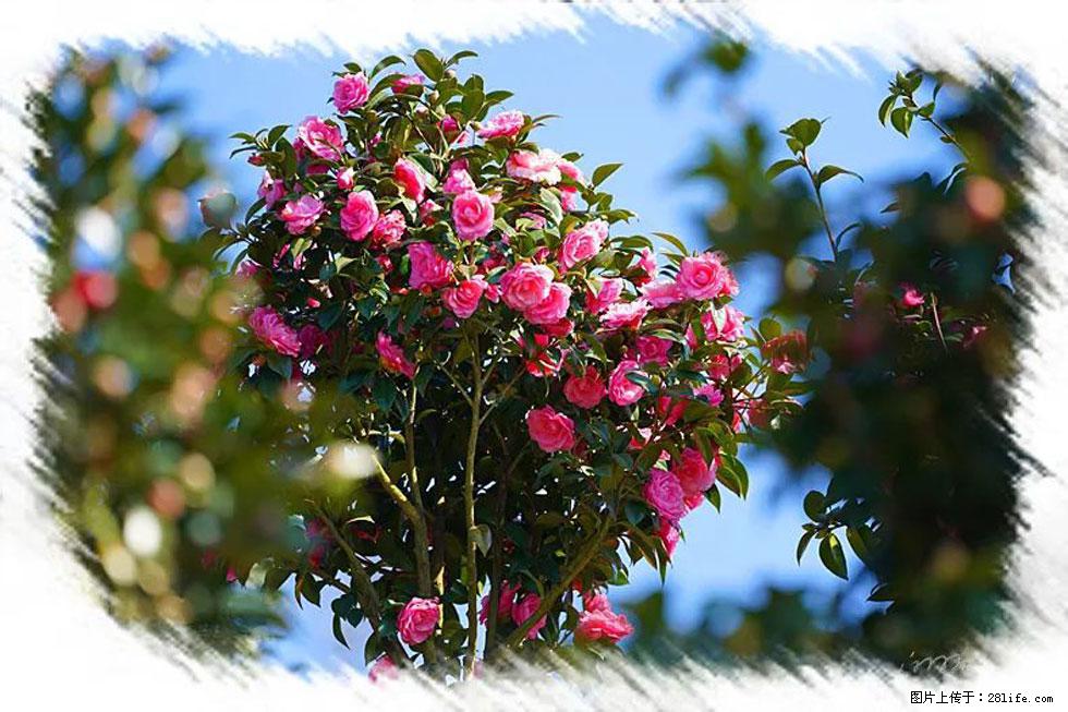 【春天，广西桂林灌阳县向您发出邀请！】杨柳井茶花惹人爱 - 游山玩水 - 许昌生活社区 - 许昌28生活网 xc.28life.net