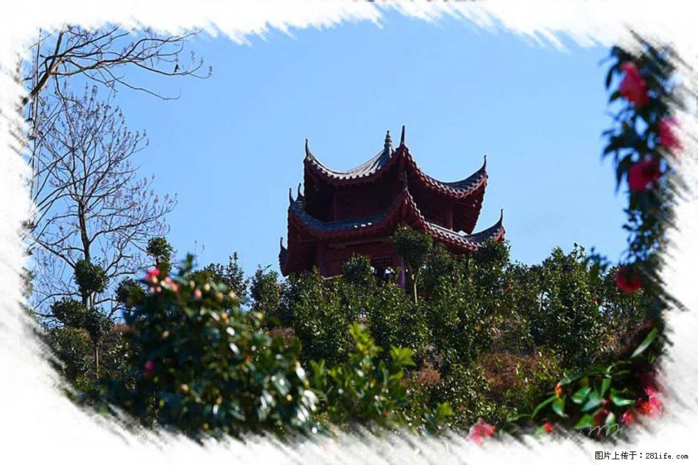 【春天，广西桂林灌阳县向您发出邀请！】杨柳井茶花惹人爱 - 游山玩水 - 许昌生活社区 - 许昌28生活网 xc.28life.net