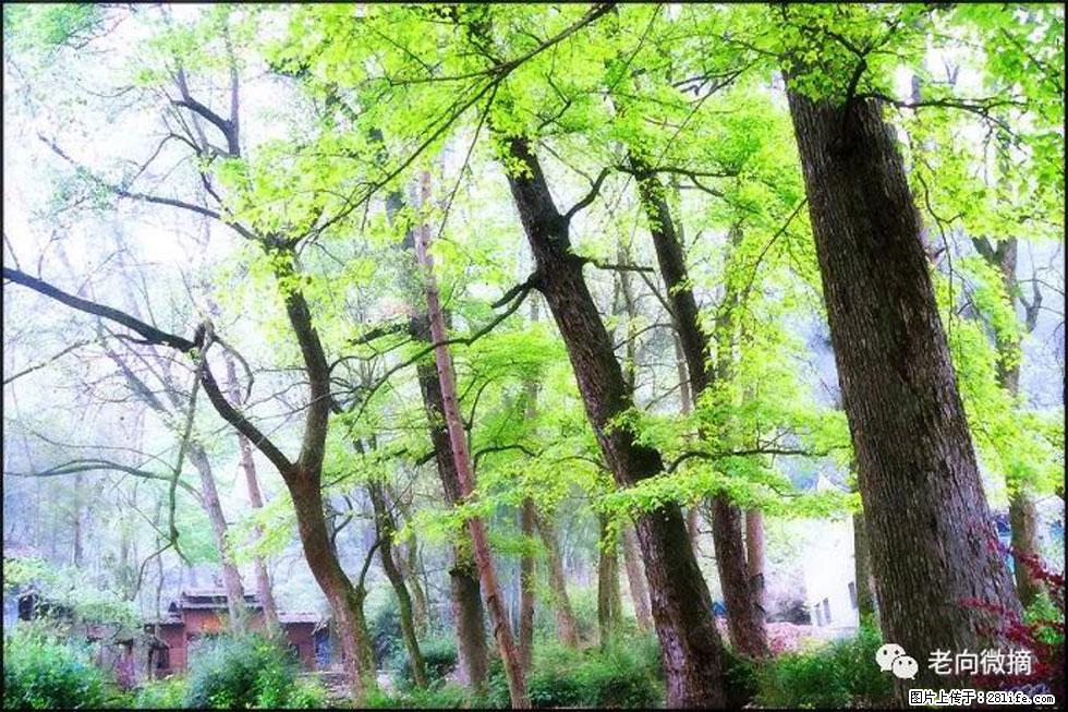 【春天，广西桂林灌阳县向您发出邀请！】在小龙村与春天约会 - 游山玩水 - 许昌生活社区 - 许昌28生活网 xc.28life.net