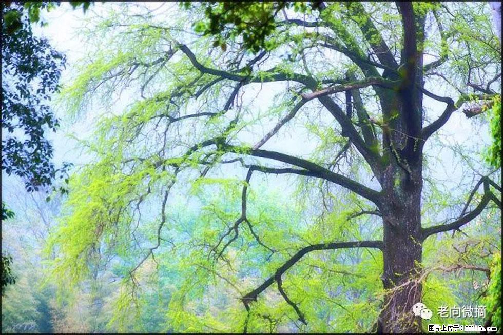 【春天，广西桂林灌阳县向您发出邀请！】在小龙村与春天约会 - 游山玩水 - 许昌生活社区 - 许昌28生活网 xc.28life.net