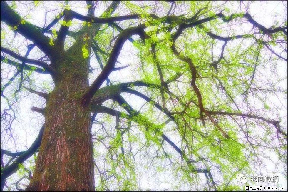 【春天，广西桂林灌阳县向您发出邀请！】在小龙村与春天约会 - 游山玩水 - 许昌生活社区 - 许昌28生活网 xc.28life.net