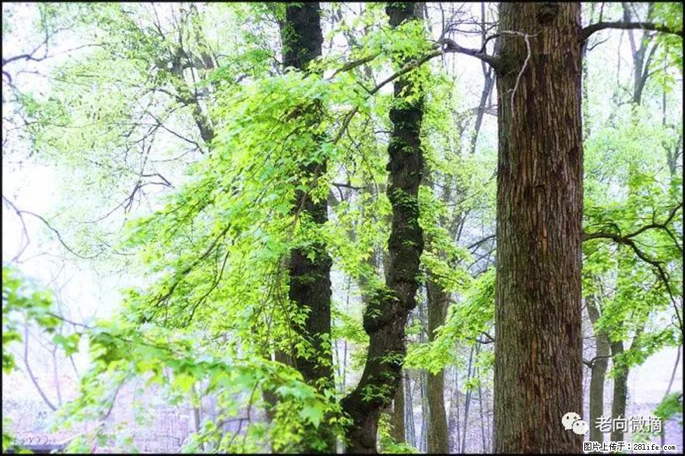 【春天，广西桂林灌阳县向您发出邀请！】在小龙村与春天约会 - 游山玩水 - 许昌生活社区 - 许昌28生活网 xc.28life.net