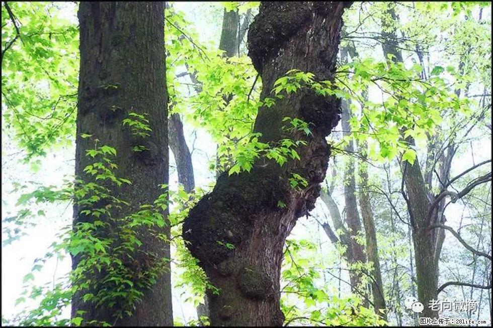【春天，广西桂林灌阳县向您发出邀请！】在小龙村与春天约会 - 游山玩水 - 许昌生活社区 - 许昌28生活网 xc.28life.net