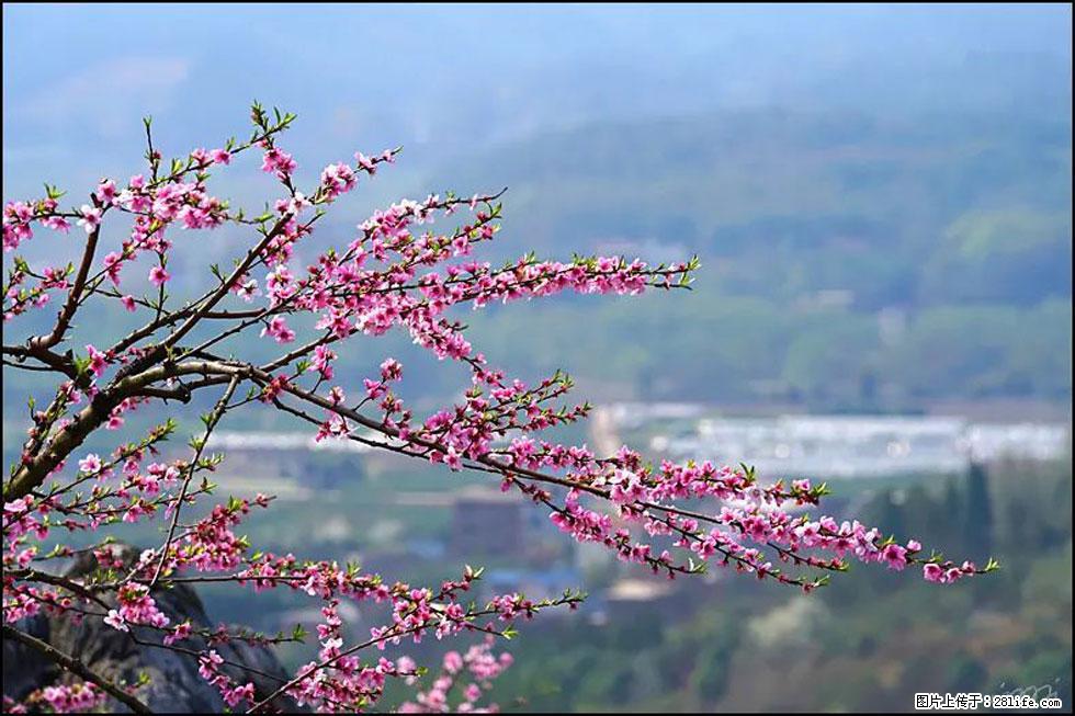 【春天，广西桂林灌阳县向您发出邀请！】望月岭上桃花开 - 游山玩水 - 许昌生活社区 - 许昌28生活网 xc.28life.net