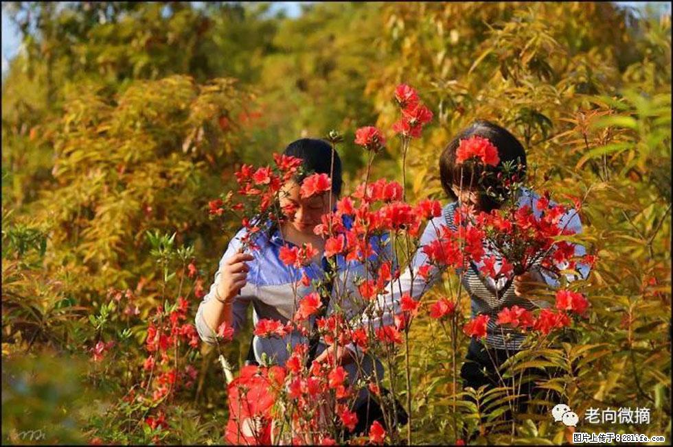 【春天，广西桂林灌阳县向您发出邀请！】登麒麟山，相约映山红 - 游山玩水 - 许昌生活社区 - 许昌28生活网 xc.28life.net