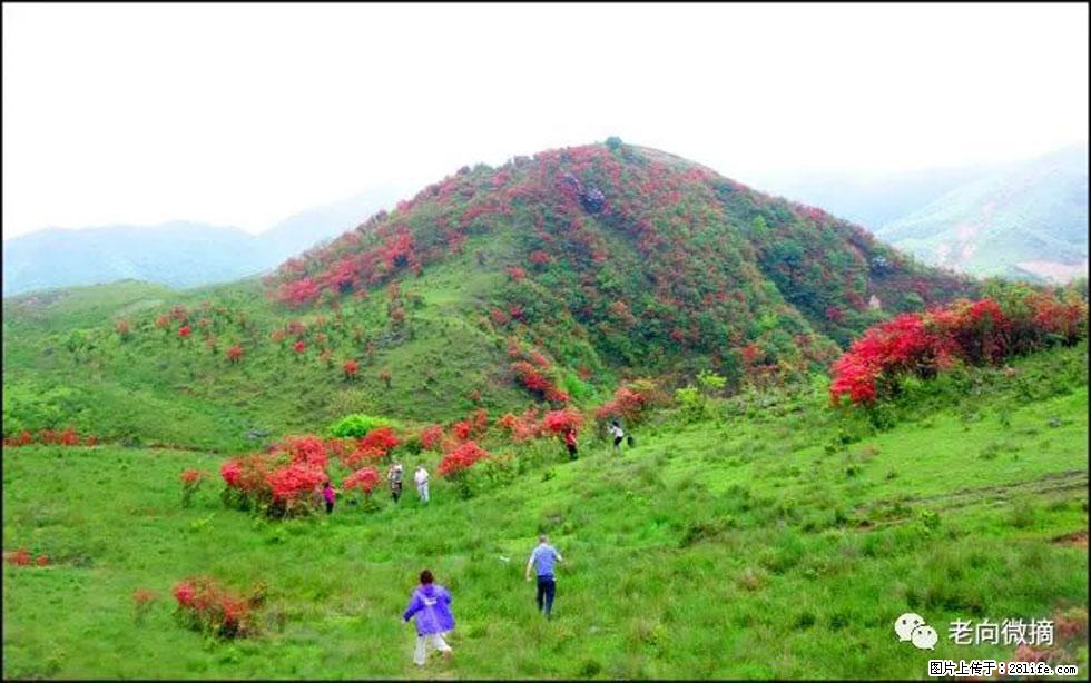 【春天，广西桂林灌阳县向您发出邀请！】宝盖山上映山红 - 游山玩水 - 许昌生活社区 - 许昌28生活网 xc.28life.net