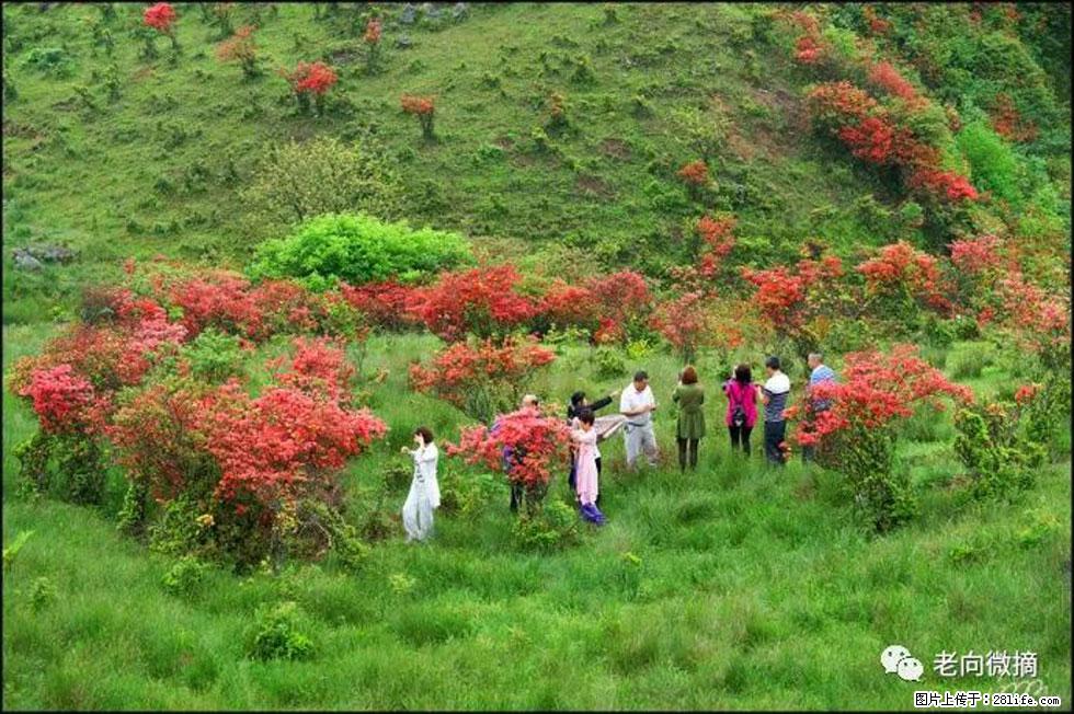 【春天，广西桂林灌阳县向您发出邀请！】宝盖山上映山红 - 游山玩水 - 许昌生活社区 - 许昌28生活网 xc.28life.net