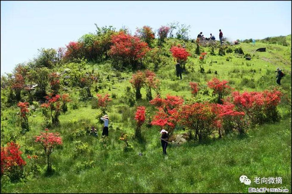 【春天，广西桂林灌阳县向您发出邀请！】宝盖山上映山红 - 游山玩水 - 许昌生活社区 - 许昌28生活网 xc.28life.net