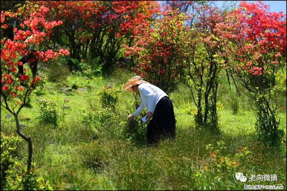 【春天，广西桂林灌阳县向您发出邀请！】宝盖山上映山红 - 游山玩水 - 许昌生活社区 - 许昌28生活网 xc.28life.net