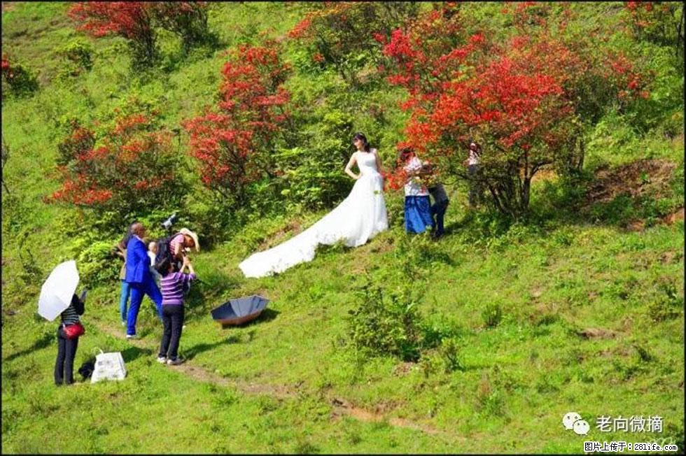 【春天，广西桂林灌阳县向您发出邀请！】宝盖山上映山红 - 游山玩水 - 许昌生活社区 - 许昌28生活网 xc.28life.net