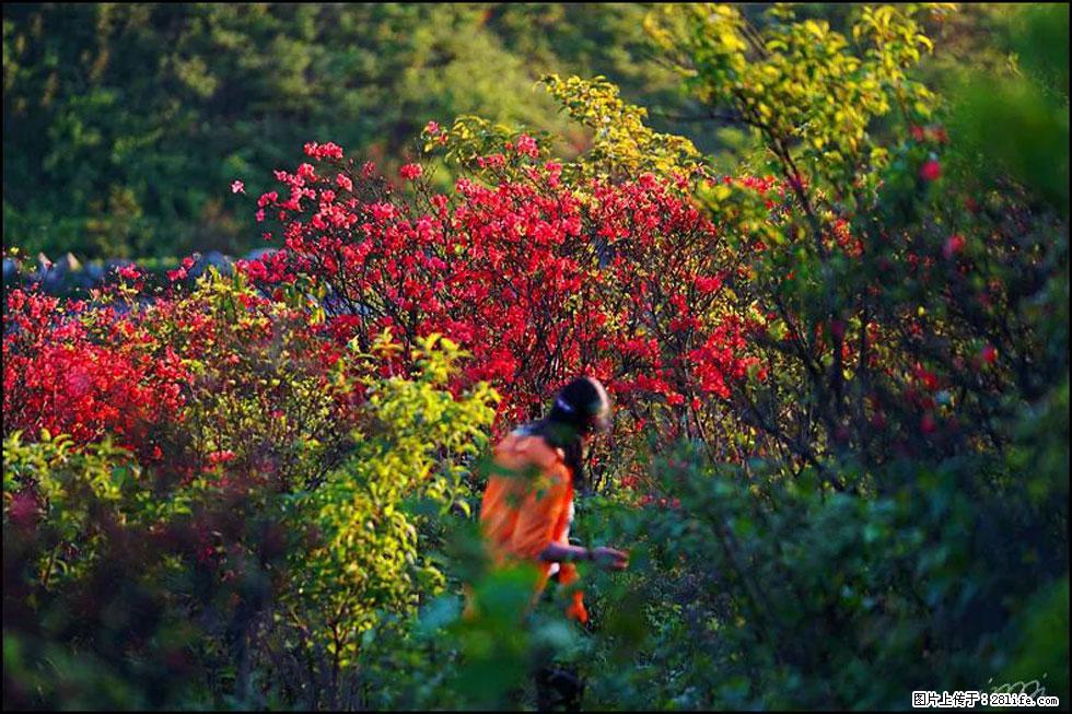 【春天，广西桂林灌阳县向您发出邀请！】春木界上映山红 - 游山玩水 - 许昌生活社区 - 许昌28生活网 xc.28life.net