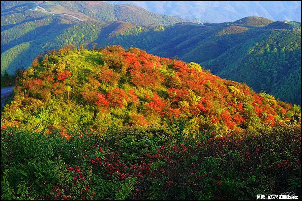 【春天，广西桂林灌阳县向您发出邀请！】春木界上映山红 - 游山玩水 - 许昌生活社区 - 许昌28生活网 xc.28life.net