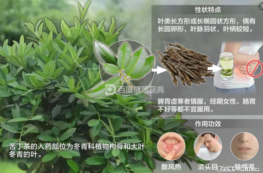 苦丁茶有哪些功效和作用 - 生活百科 - 许昌生活社区 - 许昌28生活网 xc.28life.net