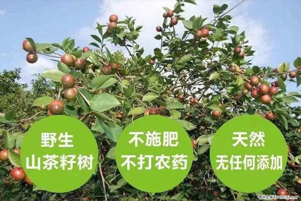 【灌阳县油茶产业示范区】一个有着充实的精神生活的人，对待身外之物自会有一种淡泊的态度 - 美食天地 - 许昌生活社区 - 许昌28生活网 xc.28life.net