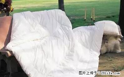 被子有异味？只要这样做，比晒太阳还强100倍！ - 家居生活 - 许昌生活社区 - 许昌28生活网 xc.28life.net