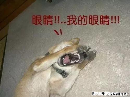 笑癫了！一女的怀孕三年未生，他终于忍不住了... - 娱乐八卦 - 许昌生活社区 - 许昌28生活网 xc.28life.net