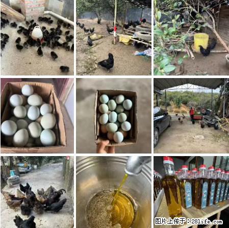 油茶园从小鸡仔开始养起的纯土鸡、土鸡蛋可以预定啦！还有前几天刚榨的纯山茶油哦 - 土特产 - 饮食特产 - 许昌分类信息 - 许昌28生活网 xc.28life.net