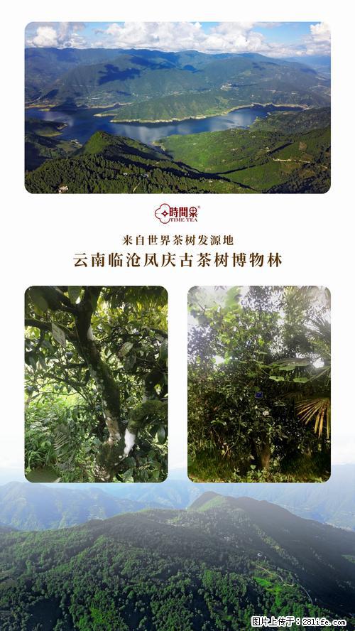 时间果百年古树2025年春红茶 - 购物交流 - 许昌生活社区 - 许昌28生活网 xc.28life.net
