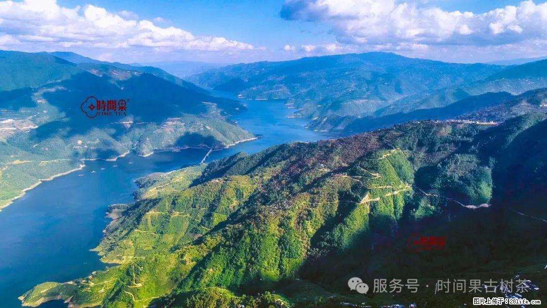 时间果百年古树龙珠普洱生茶 - 购物交流 - 许昌生活社区 - 许昌28生活网 xc.28life.net
