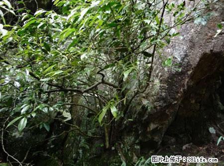 平乐石崖茶，珍贵仅次于金花茶 - 许昌生活资讯 - 许昌28生活网 xc.28life.net