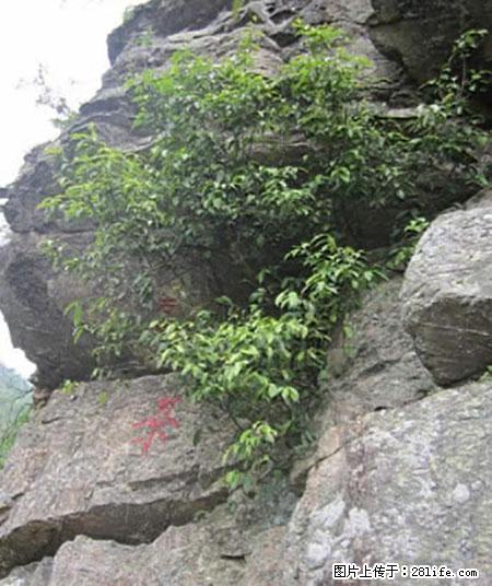 平乐石崖茶，珍贵仅次于金花茶 - 许昌生活资讯 - 许昌28生活网 xc.28life.net