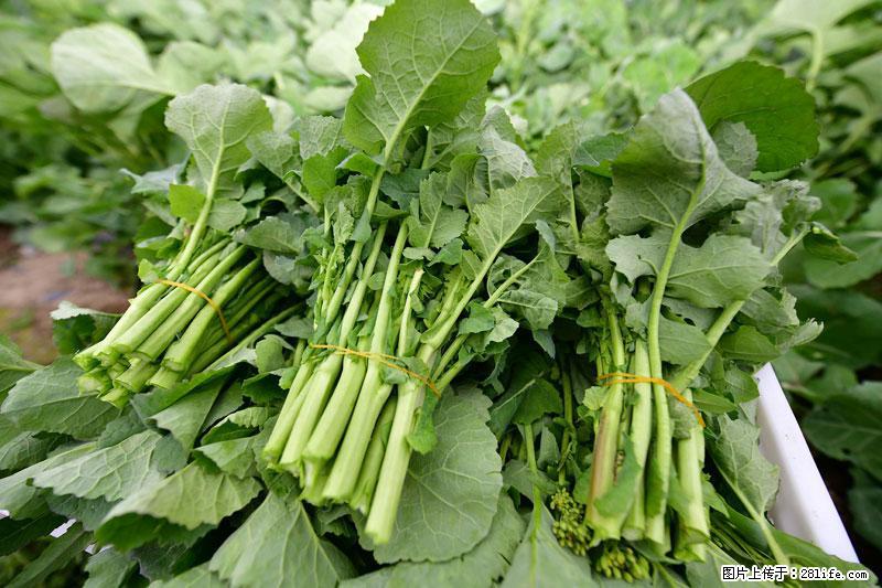 这些蔬菜是“天然钙片”，这6种被医生重点推荐 - 许昌生活资讯 - 许昌28生活网 xc.28life.net